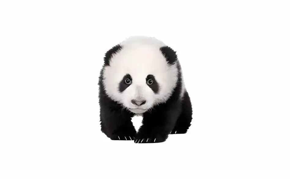 电脑端 自动脚本制作软件 熊猫精灵脚本助手 v3.2.0 免费版【软件个锤子·R2314】